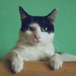 black and white cat lying on brown bamboo chair inside room